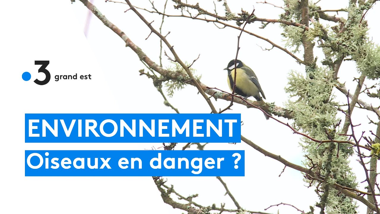 Confusion sur la digue de Sète : un malentendu sur les oiseaux et la biodiversité