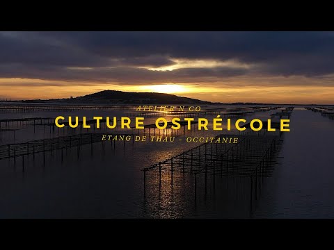 sète: journée culturelle, gastronomique et artistique ce dimanche